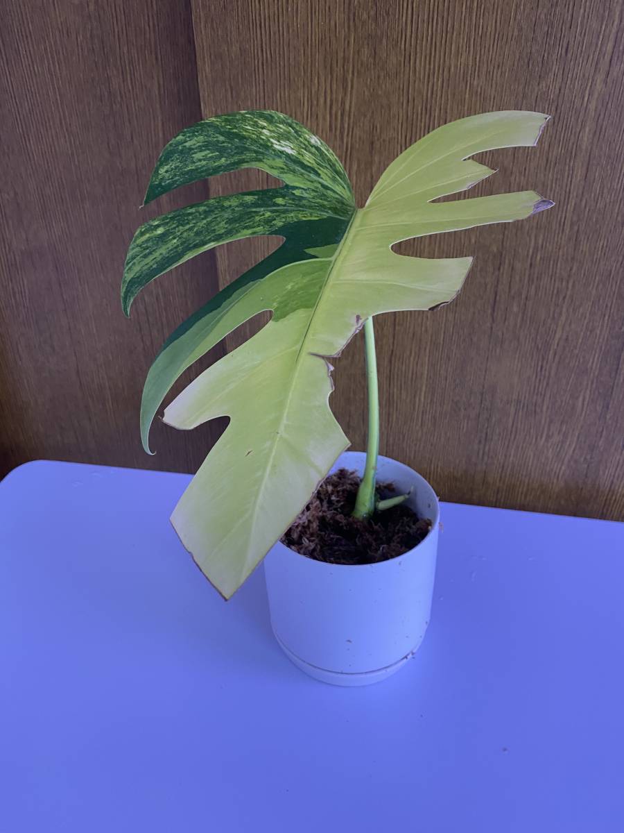ヤフオク! -「斑入りモンステラ 黄斑」(モンステラ) (観葉植物)の落札