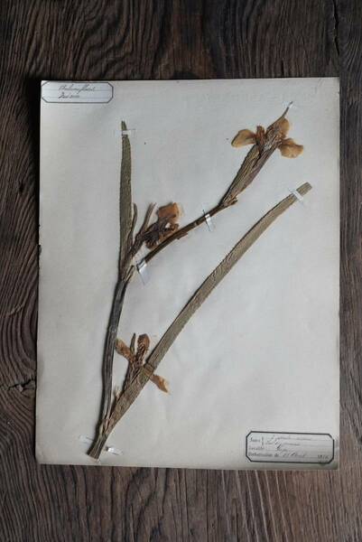 ローヌ地方より 古い植物標本 押し花 / 19世紀・フランス / 古道具 古物 アンティーク 絵画 オブジェ 06
