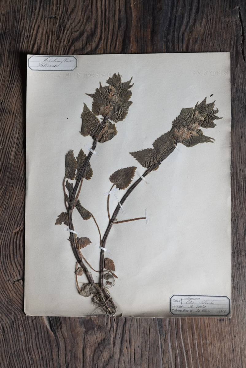 Old plant specimens and pressed flowers from the Rhone region / 19th century, France / Antiques, antiques, paintings, objects 07, antique, collection, miscellaneous goods, others