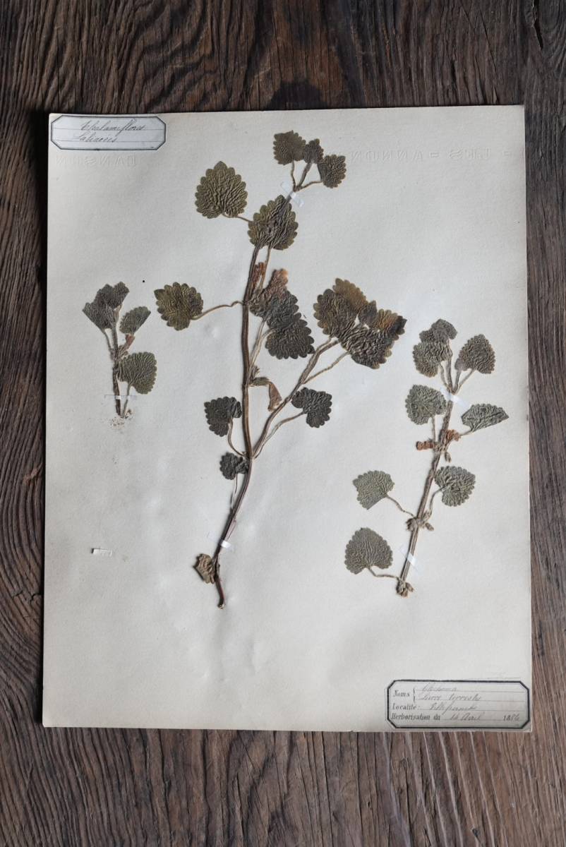 Old plant specimens and pressed flowers from the Rhone region / 19th century, France / Antiques, antiques, paintings, objects 08, antique, collection, miscellaneous goods, others