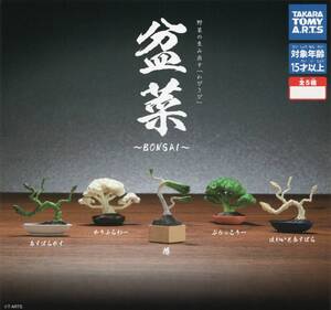 ▲-□　【 送料無料 】　[ 即決 ]　盆菜　～ BONSAI ～　野菜の生み出す「わびさび」　( 全５種セット )　追跡可能発送