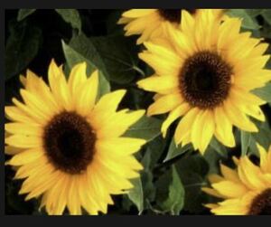 С 7 Sunflower Topolino, бонусом двух типов растений!
