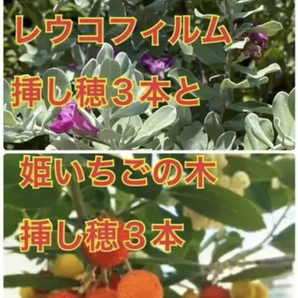 レウコフィルム挿し穂3本と姫いちごの木挿し穂3本