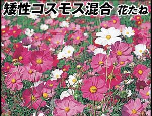 矮性コスモス10粒と2種類の植物の種のおまけ付き！