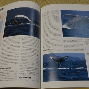 日本動物大百科 ２ 哺乳類Ⅱ サル・クジラ・イルカ・アザラシ・カモシカ・シカ・帰化哺乳類など 平凡社 中古品の画像5