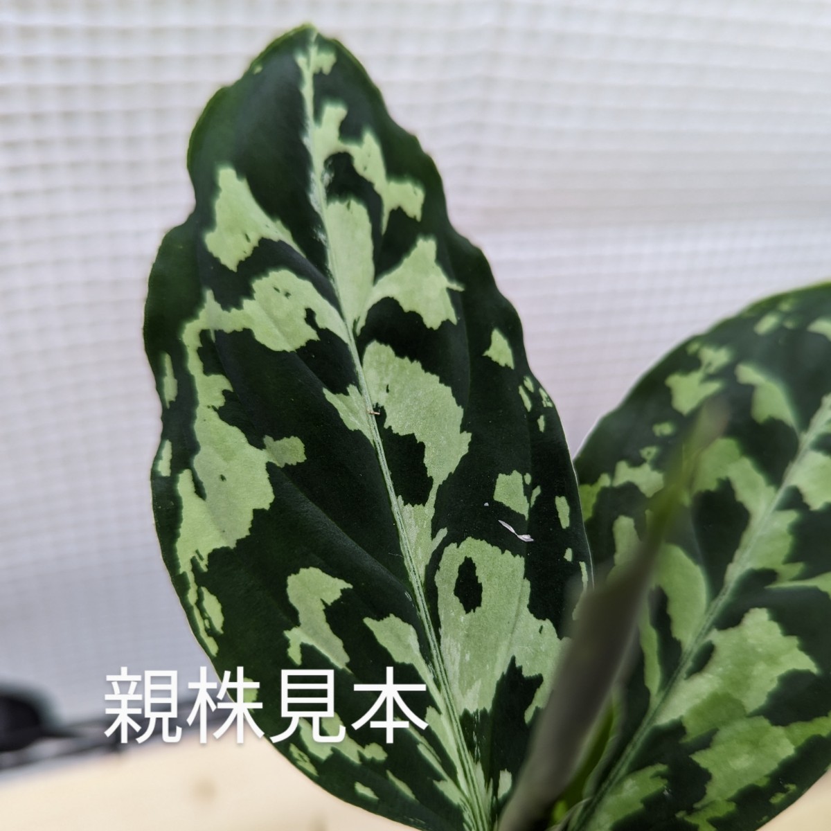 ヤフオク! -「multi-color」(その他) (観葉植物)の落札相場・落札価格