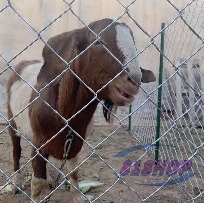 81SHOP」牛羊の繁殖ネット 犬 ドッグラン 動物園フエンス 81SHOP」牛羊の繁殖ネット 犬 ドッグラン 動物園フエンス