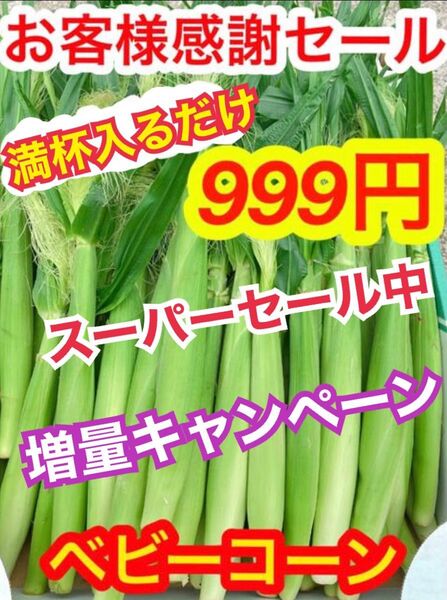 G508朝採り 山梨県産 ベビーコーン ヤングコーン ネコポス満杯 とうもろこし