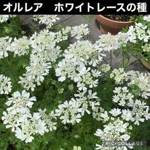 オルレア　花の種2