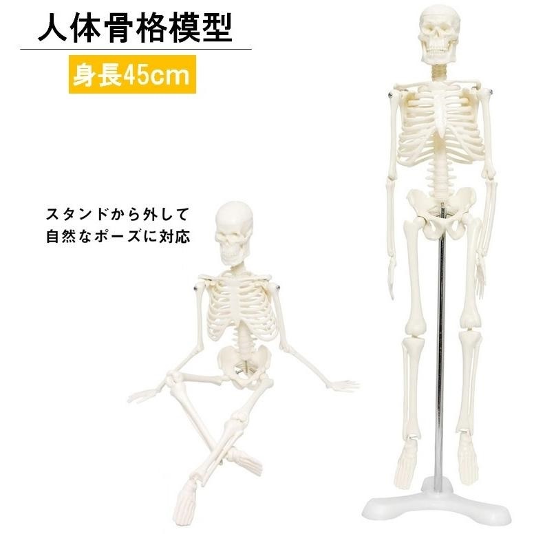 ヤフオク! -「人体 模型 骨格」の落札相場・落札価格