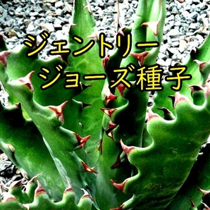 Agave gentryi Jaws アガベ ジェントリー ジョーズ 種子10粒の画像1