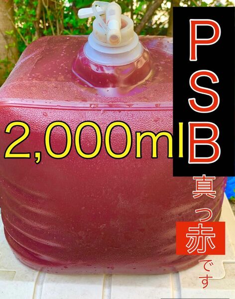 【PSB真っ赤です。】　小分け1000ml 光合成細菌