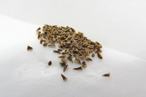 Puya venusta　種子30粒　（ε27）