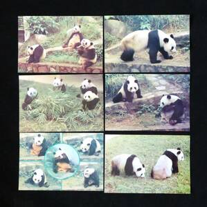 ポストカード　中国のパンダ　広州動物園絵はがき　6枚組　1977年