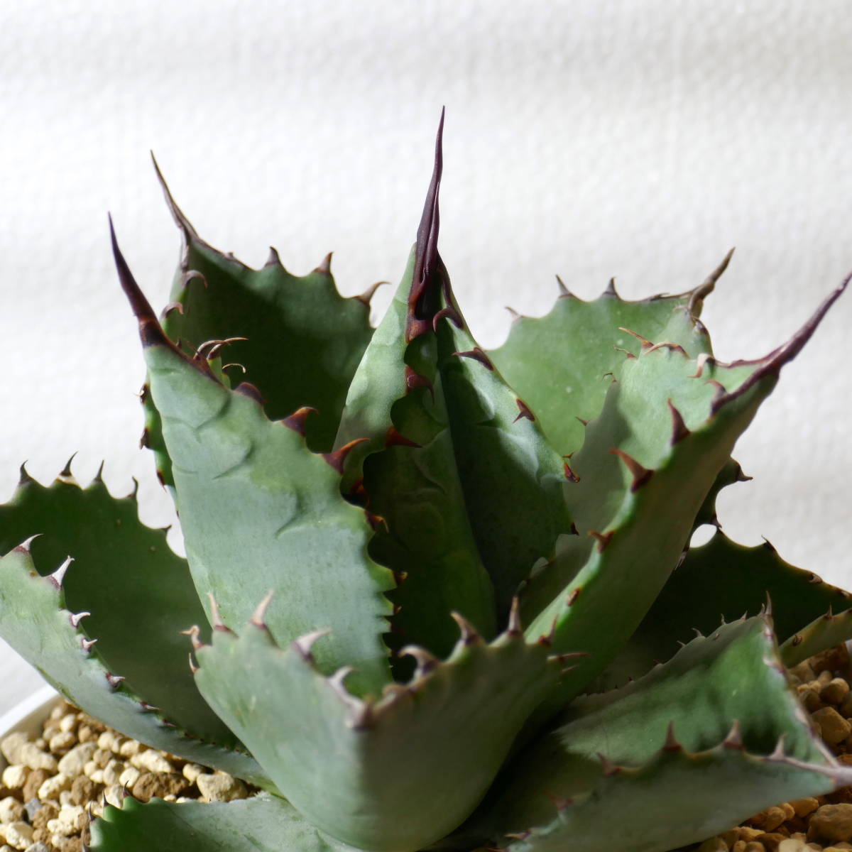 ヤフオク! -「マルガリータ」(観葉植物) の落札相場・落札価格