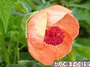 【花の館オリジナル　アブチロン】　オレンジドロップ　苗