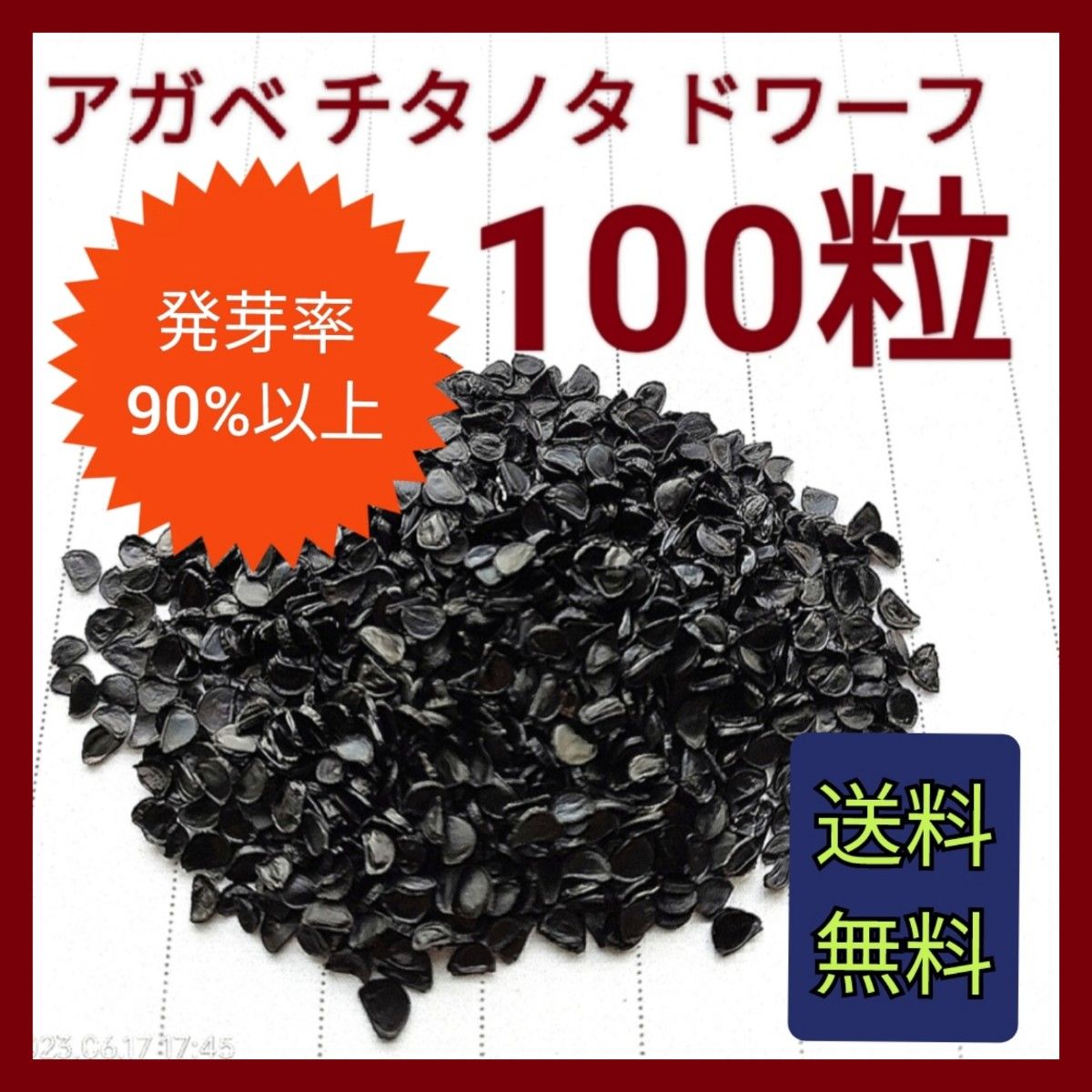 チタノタ ドワーフ 種子 1500粒 販売の最低価格 - centrocasacremona.it