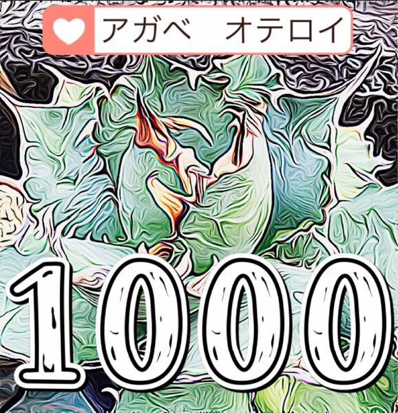 メキシコ産　アガベ オテロイ　種 Agave oteroi 1000粒