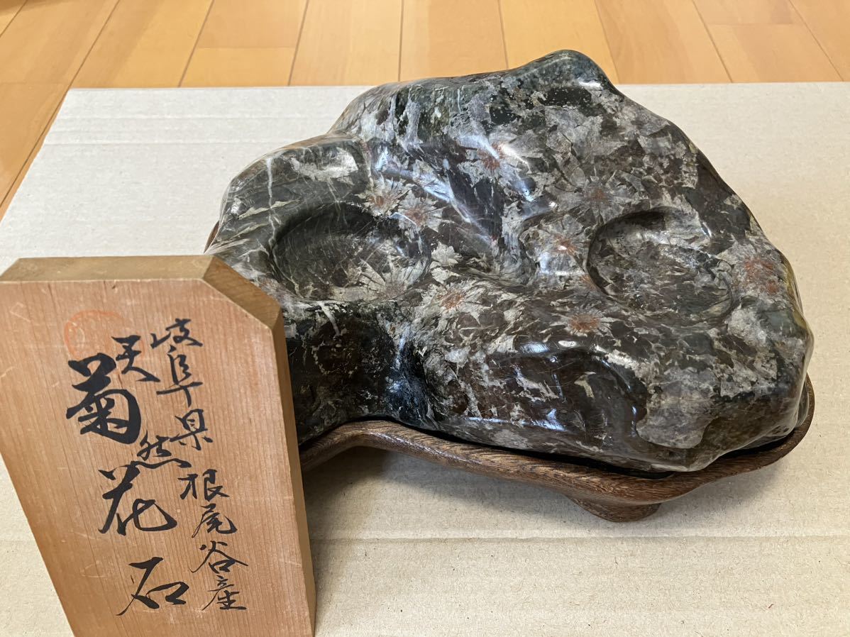 岐阜県根尾谷産菊花石 濃いグリーン、グレー母岩 赤白菊多数 - JChere
