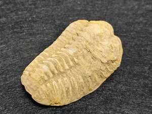 三葉虫 化石 標本