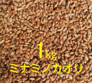 ☆ミナミノカオリ (粒 丸麦 玄麦) 1kg 農薬不使用 常温乾燥 パン用小麦 令和5年産 新麦【送料込み】