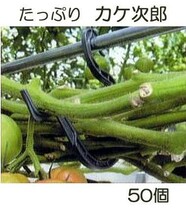 (50個入) カケ次郎 (大容量) KJR-50 黒 トマト 誘引資材 シーム (zmP1)_画像1