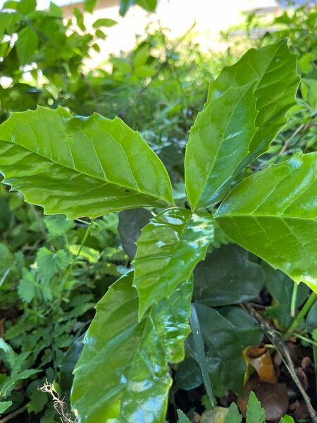 あおきの土付き苗　２本