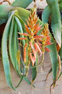 種子　原種　Aloe mendesii　20粒　アロエ メンデシー　下垂性　蘆薈　多肉植物