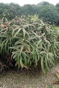 種子　原種　Aloe pole-evansii　syn. of A. dawei　20粒　アロエ　蘆薈　多肉植物