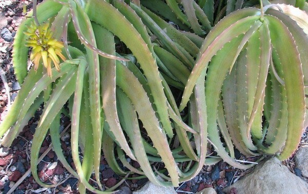 種子　原種　Aloe confusa　20粒　下垂性　アロエ　蘆薈　多肉植物