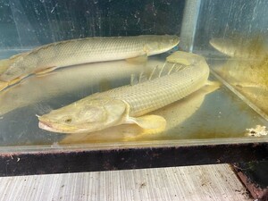 Polypterus congix Около 56 см Ограничено зоной прибытия на следующий день! Если вы находитесь далеко, пожалуйста, свяжитесь с нами!