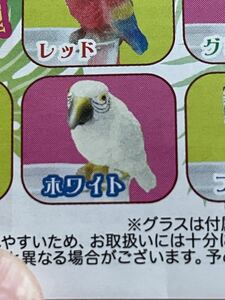 オウムがちょっこり　ホワイト