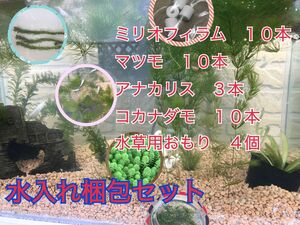 ミリオフィラム１０本、マツモ１０本、コカナダモ１０本、アナカリス３本、水草用おもり４個　５点セット