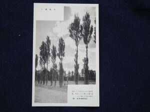 戦前札幌　ポプラ並木