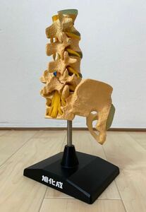 （1271M）旭化成　腰椎　椎体断面　脊椎神経　人体模型　医学　機能模型　整骨院