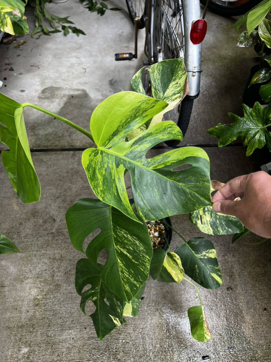 ヤフオク! -「斑入りモンステラ 黄斑」(モンステラ) (観葉植物)の落札