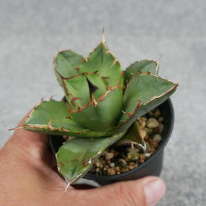 【鉢ごと発送】アガベ チタノタ オテロイ / Agave Titanota oteroi /【発根済み】2023-6-1-003の画像2