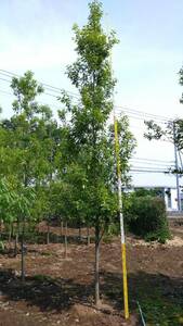  вечнозеленое дерево японский дуб сиракаши Don Gris. дерево 5m ранг * самовывоз окрестности только доставка возможность *( отдельный плата ) Saitama префектура день высота город .. лот 