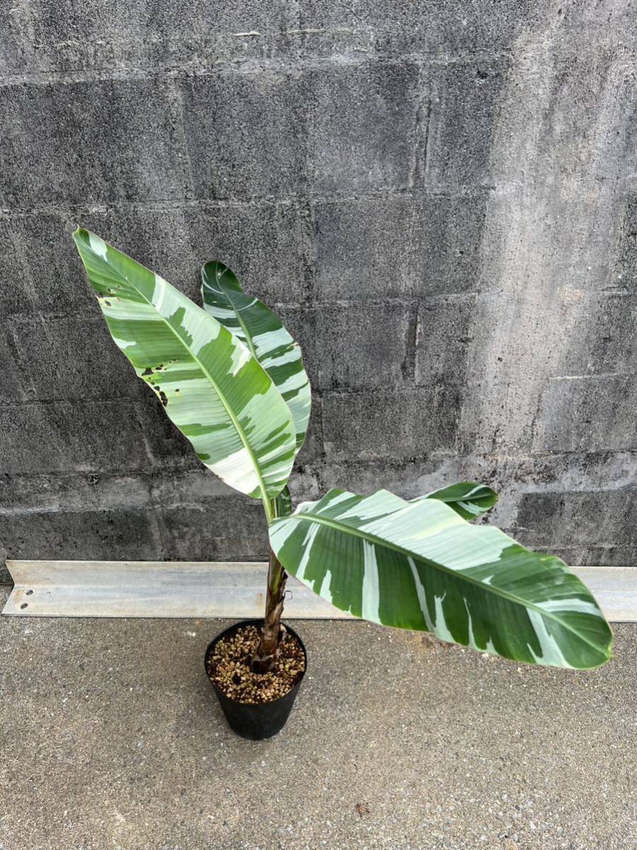 値引きする ムサ フロリダ 2株セット バナナ 斑入り 植物/観葉植物