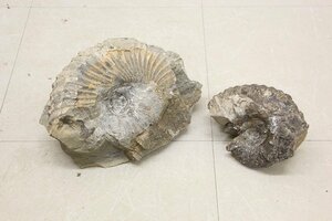 アンモナイト 2個 化石 標本 巻き貝