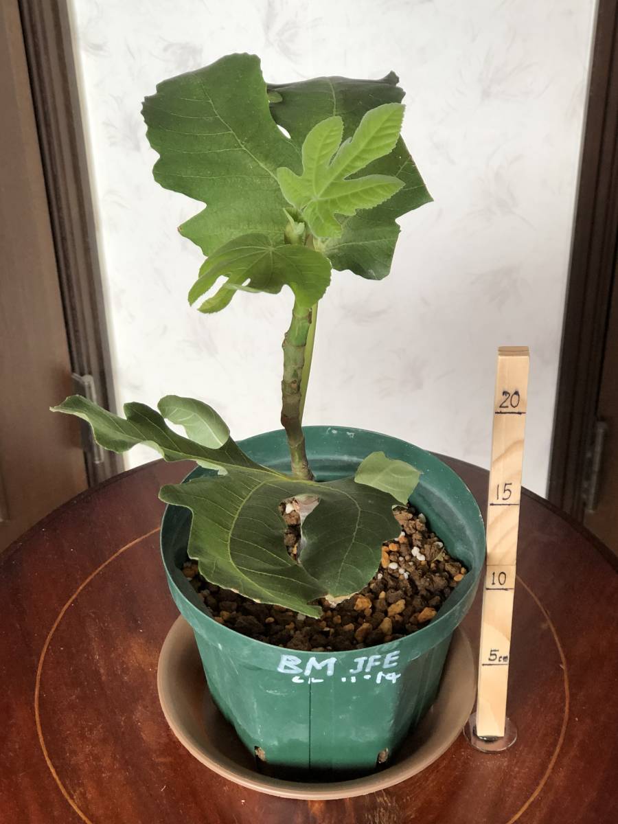 イチジク 品種Black Madeira JFE?苗木 | JChere雅虎拍卖代购