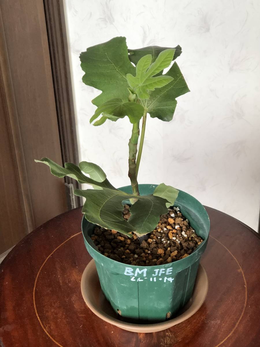 イチジク 品種Black Madeira JFE?苗木 | JChere雅虎拍卖代购