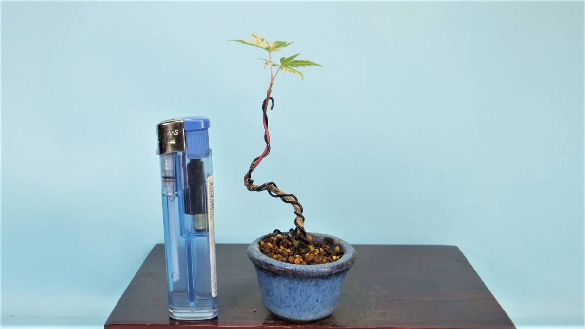 世界的に 【ガッチ盆栽】千染(チシオ)もみじ 希少品 古木 美姿 植物