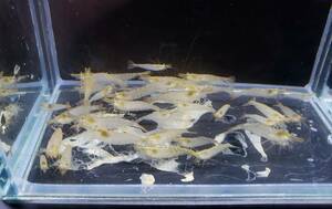 mi Nami freshwater prawn approximately 1.5cm 50 pcs koke taking ..