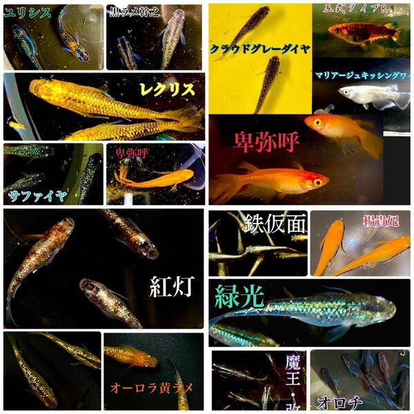 【極上】高級メダカの卵 ミックス 100個＋a