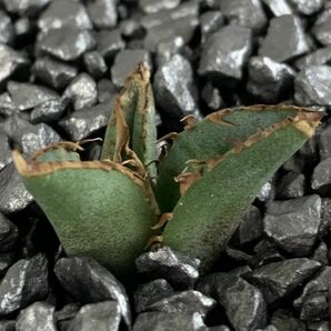 【F5222】【超希少 チタノタ】極上強棘選抜！ アガベ チタノタ Fo 076 Agave titanotaの画像1