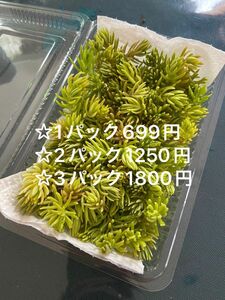 多肉植物 カット苗 逆さ万年草/ ゴールドビューティーセダム