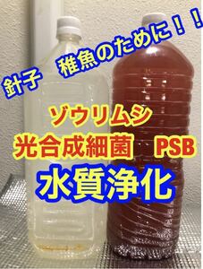 沖ちゃんメダカ【送料無料】濃縮　光合成細菌PSB バクテリア　メダカ　金魚　　ミジンコ　稚魚　針子　ゾウリムシ　豆乳培養　2000ml 2本