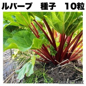 ルバーブ　種　完全無農薬　無除草剤　　オーガニック　10粒