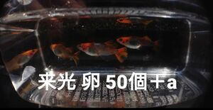 来光 めだか メダカ 卵 50個＋α